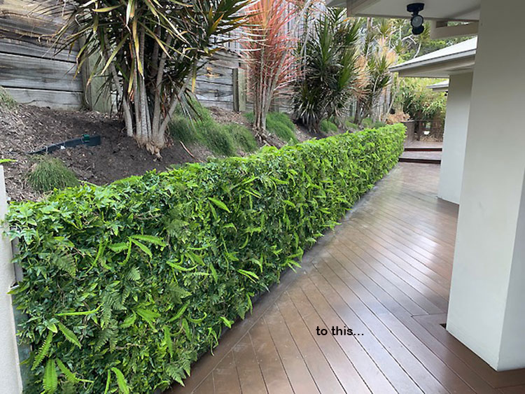 Turning an unsightly block wall into a green Feature... image 7