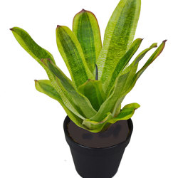 Bromeliad- dark green in plastic pot  - artificial plants, flowers & trees - image 8