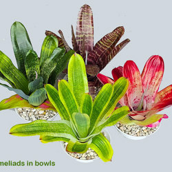 Bromeliad- burgundy stripe in plastic pot - artificial plants, flowers & trees - image 3