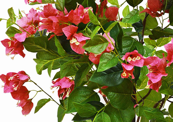 Bougainvillea Topiary- 1.5m cerise