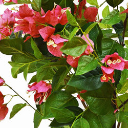 Bougainvillea Topiary- 1.5m cerise - artificial plants, flowers & trees - image 1