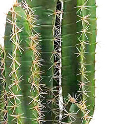 Desert Cactus 1.1m - artificial plants, flowers & trees - image 8