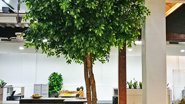 Giant Ficus Tree in Office Planter