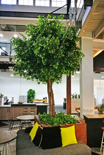 Giant Ficus Tree in Office Planter