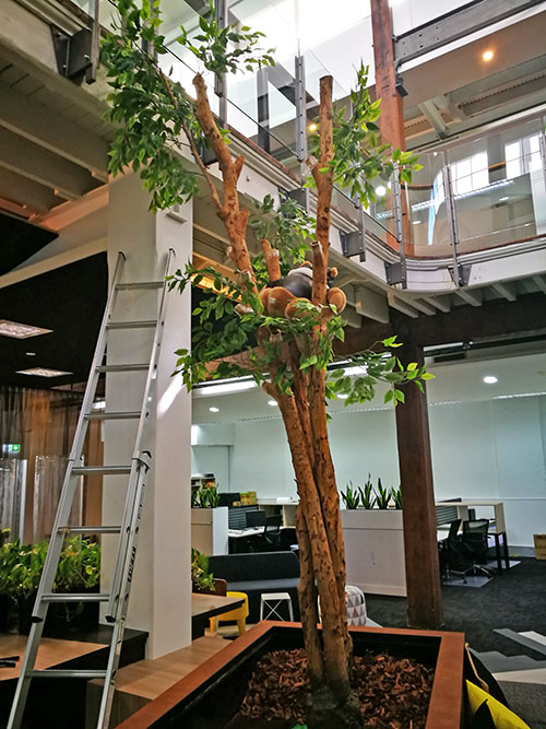 Giant Ficus Tree in Office Planter image 2