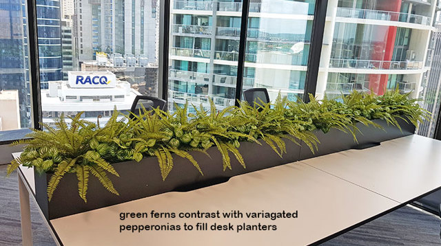 Matching Greenery for work-station planters...