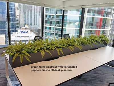Matching Greenery for work-station planters...