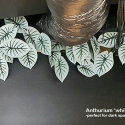 Anthurium 'white-tiger' - artificial plants, flowers & trees - image 1