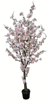 Cherry Blossom Tree 1.75m