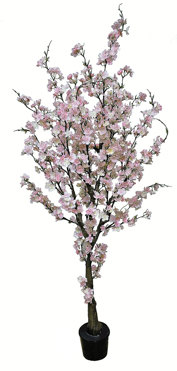 Cherry Blossom Tree 1.75m