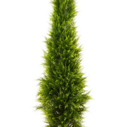 Cypress Pine 2.1M - artificial plants, flowers & trees - image 8