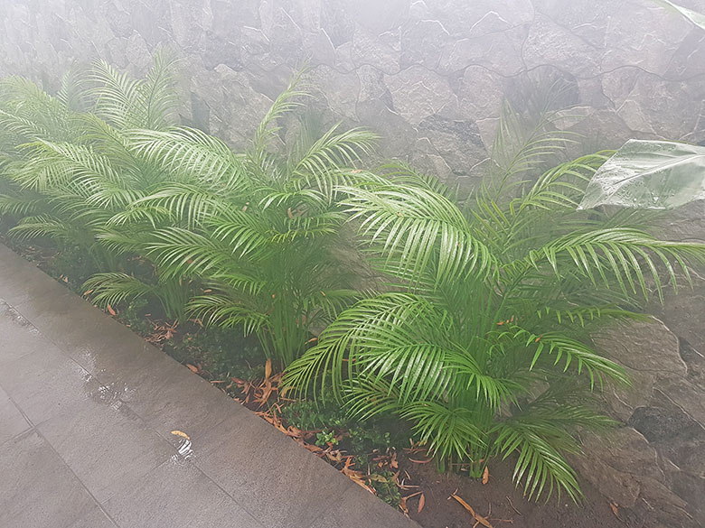 DOSA palms in the rain 