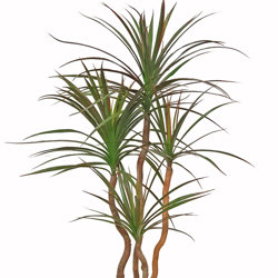 Dracaena- marginata 1.5m with 6 heads - artificial plants, flowers & trees - image 9