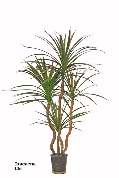 Articial Plants - Dracaena- marginata 1.2m with 4 heads