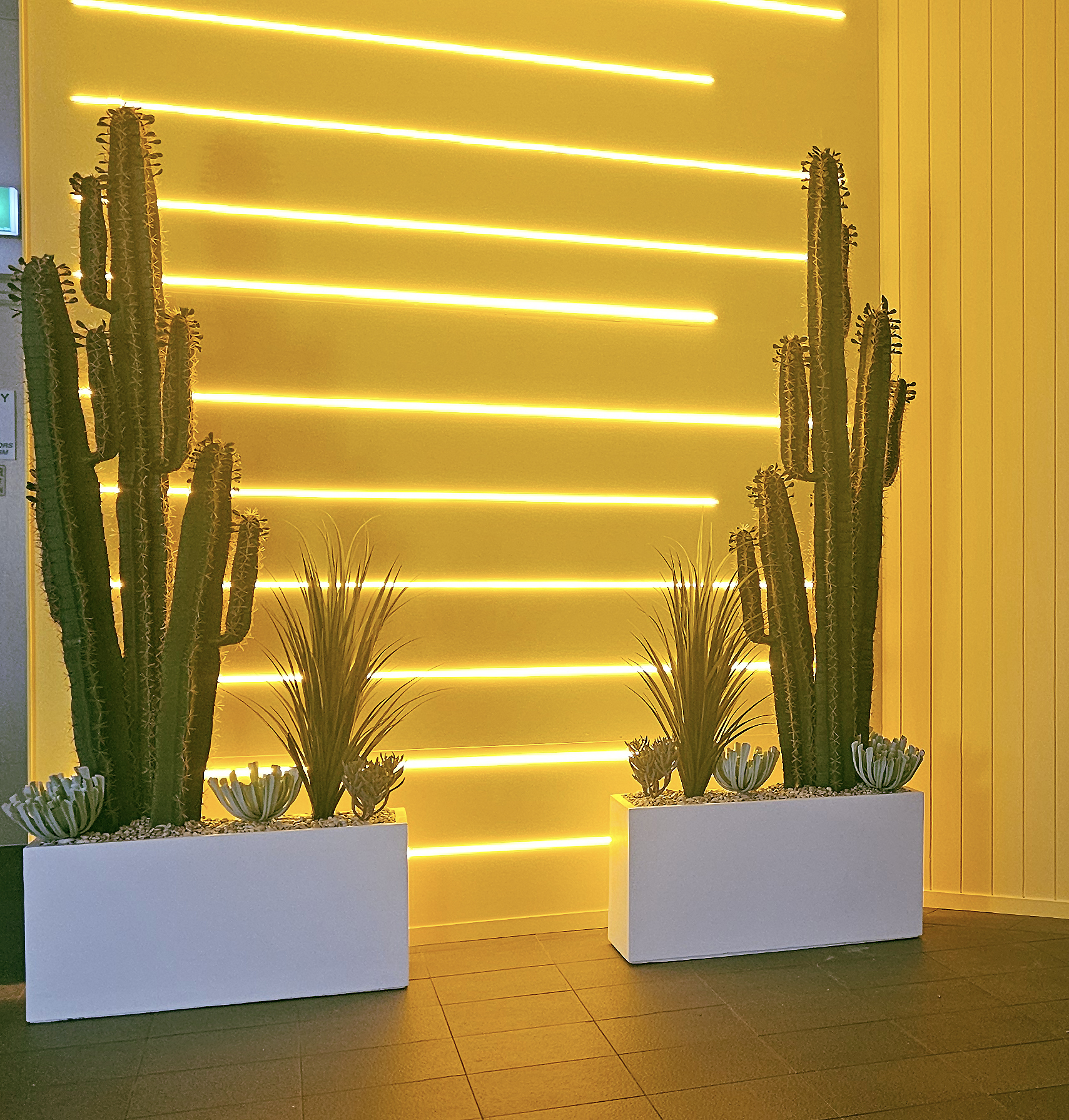 Dramatic lights & bold Cactii create some WOW!