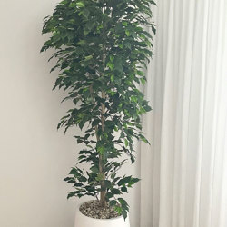 Weeping Ficus 2.1m UV-rated - artificial plants, flowers & trees - image 2