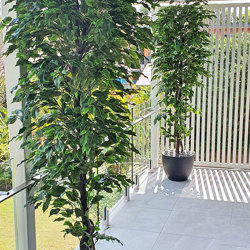 Weeping Ficus 2.1m UV-rated - artificial plants, flowers & trees - image 7