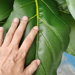 Fiddle-Leaf Ficus 'giant-leaf' 2.4m - artificial plants, flowers & trees - image 1