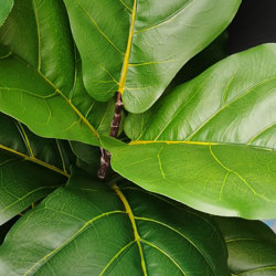 Fiddle-Leaf Ficus 'giant-leaf' 1.9m (deluxe) - artificial plants, flowers & trees - image 2