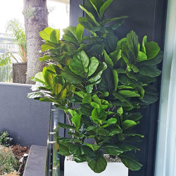 Fiddle-Leaf Ficus 'giant-leaf' 1.9m (deluxe) - artificial plants, flowers & trees - image 5