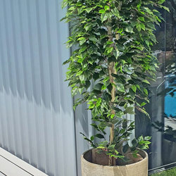 Weeping Ficus 2.1m UV-rated - artificial plants, flowers & trees - image 1