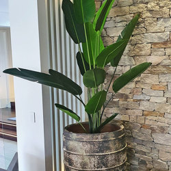 Heliconia Palms- 2.4m - artificial plants, flowers & trees - image 3