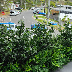 UV-Bush Lucky Jade 80cm - artificial plants, flowers & trees - image 2
