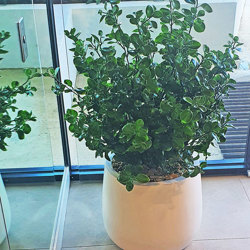 UV-Bush Lucky Jade 85cm dbl-planted - artificial plants, flowers & trees - image 1