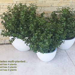 UV-Bush Lucky Jade 80cm - artificial plants, flowers & trees - image 3