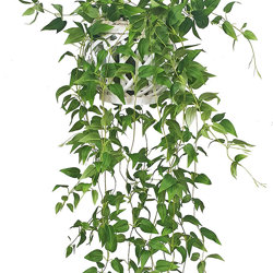 Trailing Tea-Leaf Plant - artificial plants, flowers & trees - image 9