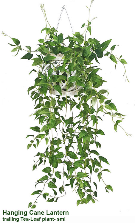 Articial Plants - Hanging Cane Lantern- trailing Tea-Leaf- sml