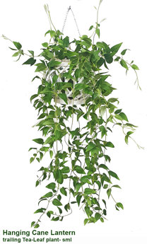 Hanging Cane Lantern- trailing Tea-Leaf- sml