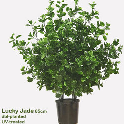 UV-Bush Lucky Jade 85cm dbl-planted - artificial plants, flowers & trees - image 10