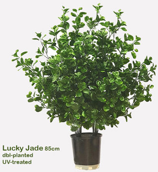 UV-Bush Lucky Jade 85cm dbl-planted