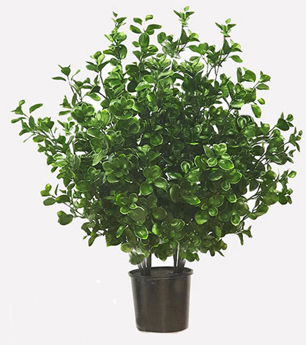 UV-Bush Lucky Jade 85cm dbl-planted