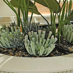 Succulent- Blue-Grey Seneco - artificial plants, flowers & trees - image 5