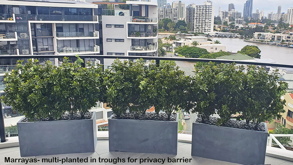 Murrayas in troughs for balcony privacy