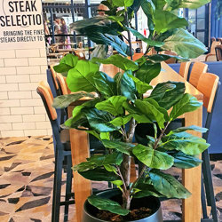 Trough Planters- with Fiddle-Leaf Ficus 1.65m tall - artificial plants, flowers & trees - image 4