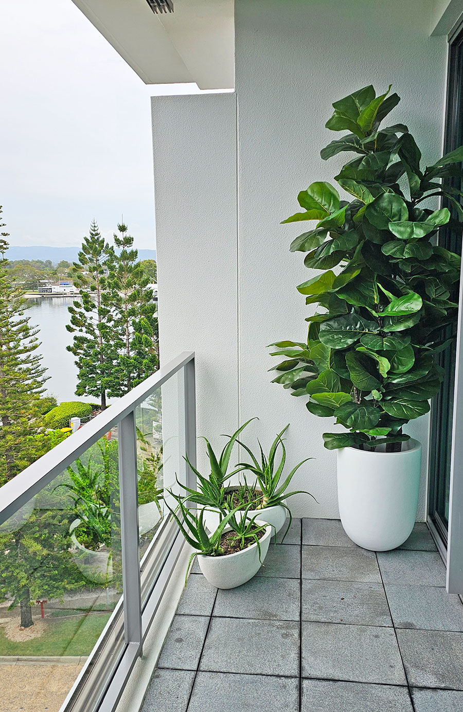 Fiddle-Leaf Ficus 'giant-leaf' 1.9m (deluxe)