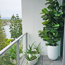 Fiddle-Leaf Ficus 'giant-leaf' 1.9m (deluxe) - artificial plants, flowers & trees - image 6