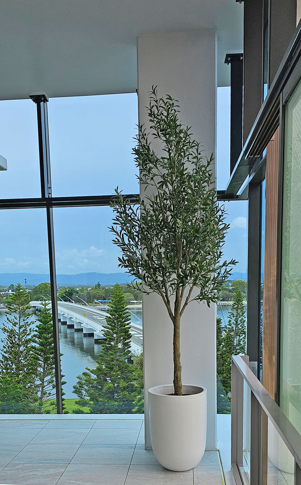 Giant Olive Tree- 3m tall