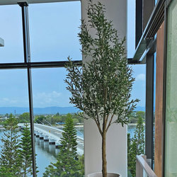 Giant Olive Tree- 3m tall - artificial plants, flowers & trees - image 1