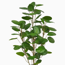 Money Plant 1m - artificial plants, flowers & trees - image 4