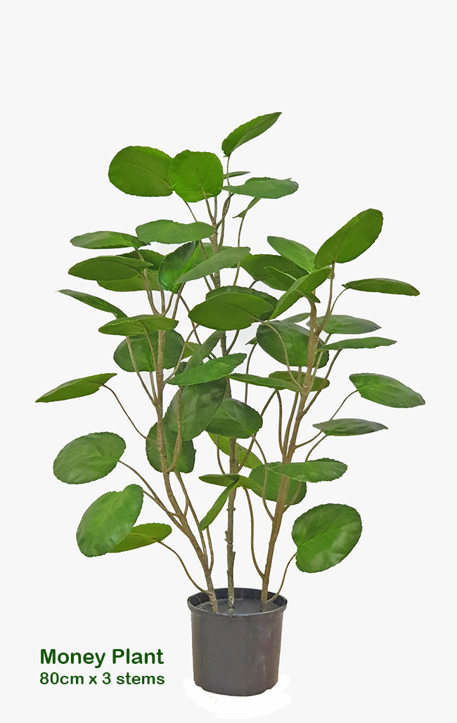 Money Plant 1m