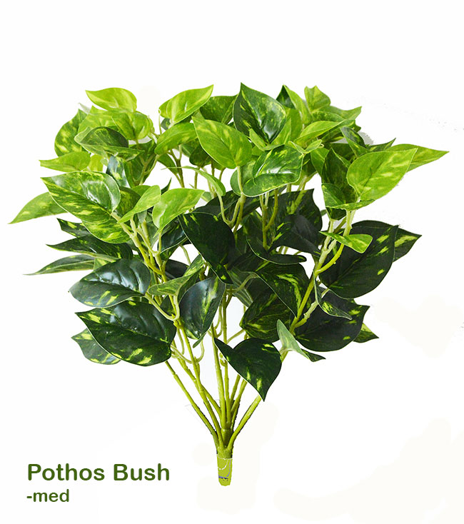 Medium Bush- Philo [philodendron]