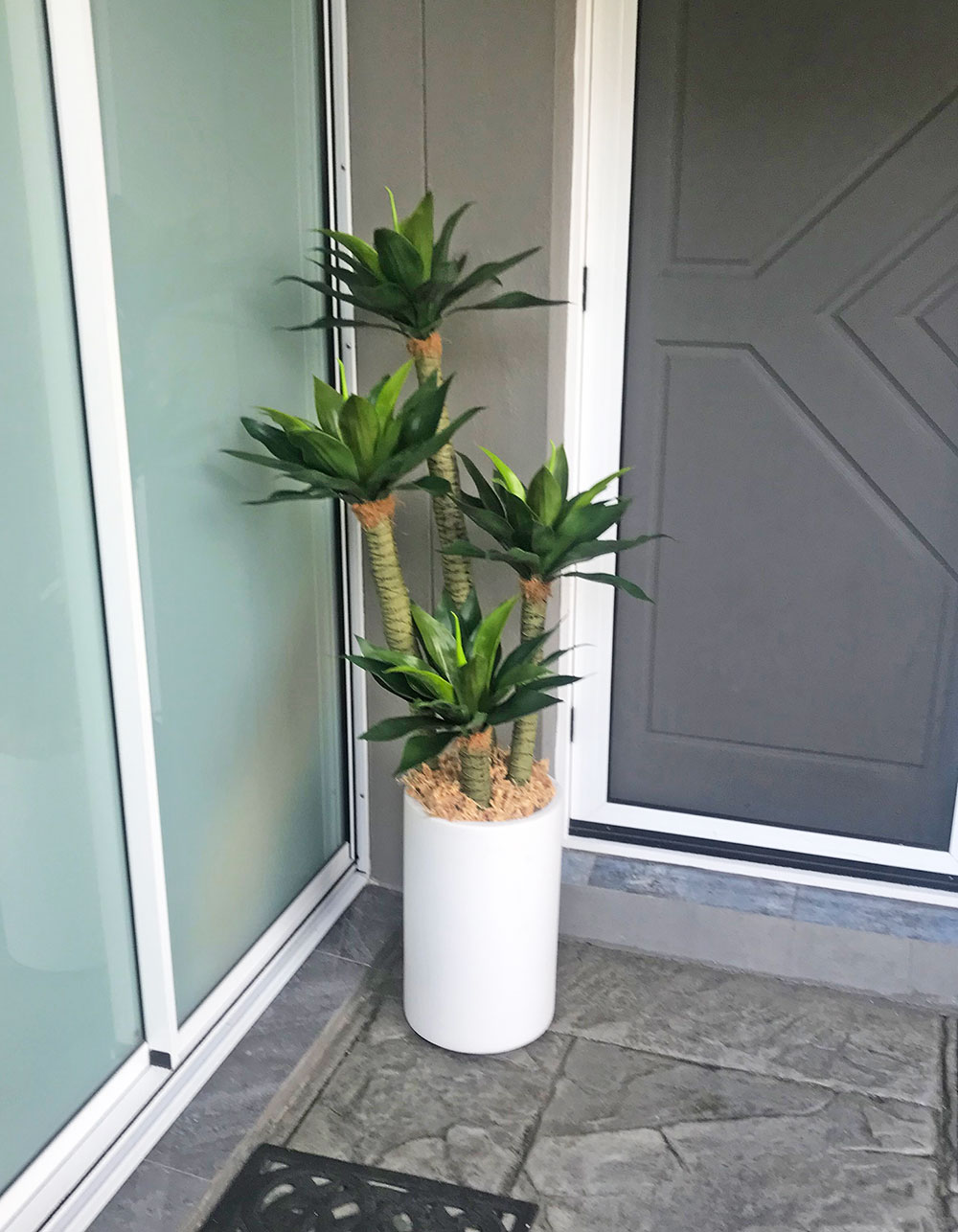 Agave Plant 1.3m with 4 heads