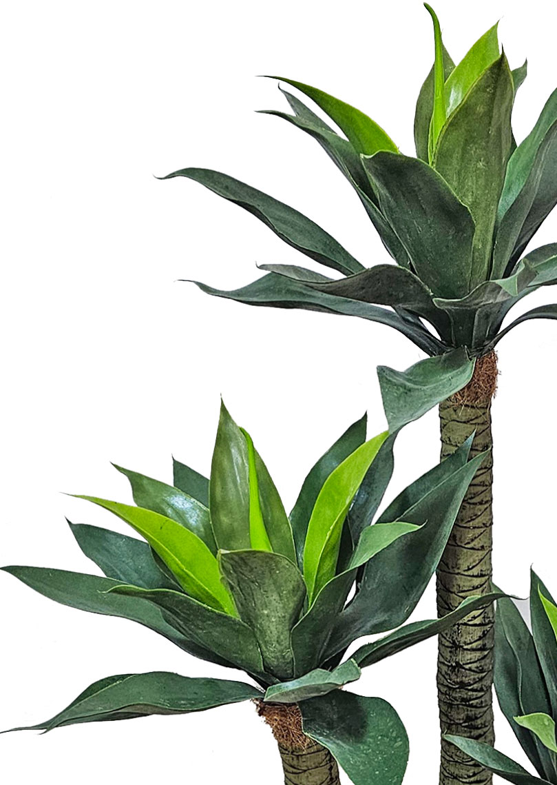 Agave Plant 1.3m with 4 heads