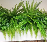 New Campus requires greenery throughout...