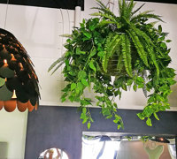 New Campus requires greenery throughout...