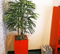 New Campus requires greenery throughout...